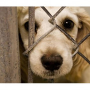 مطالبه تصویب قوانین مجازات برای حیوان آزاری